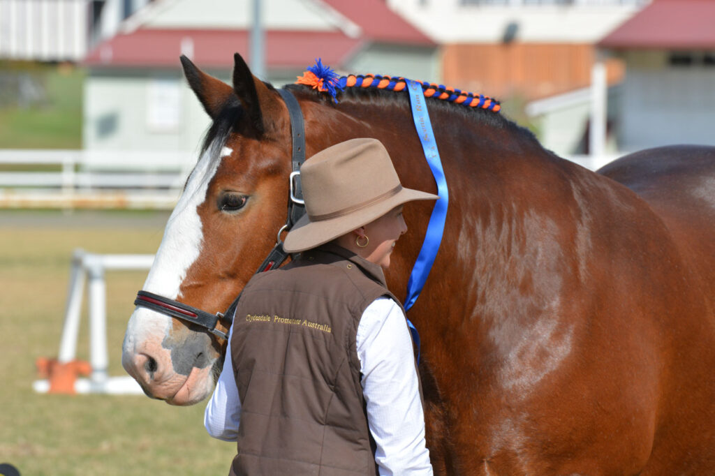 Scenic Rim Clydesdale Spectacular 2015 highlight images-53